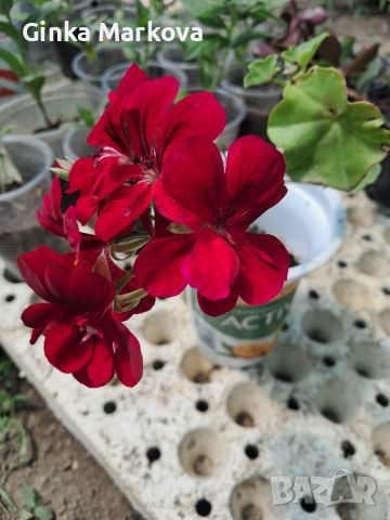 Червено сакъзче, снимка 2 - Градински цветя и растения - 45235642