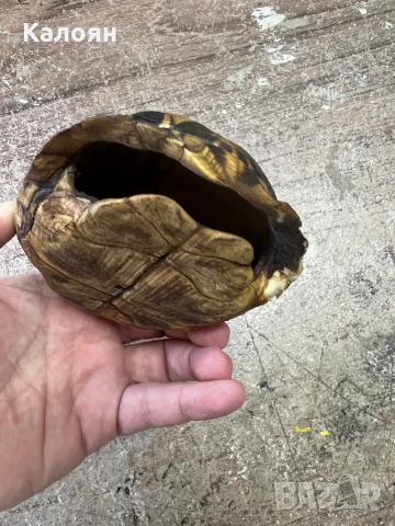 Костенурка черупка , снимка 6 - Други ценни предмети - 50871785
