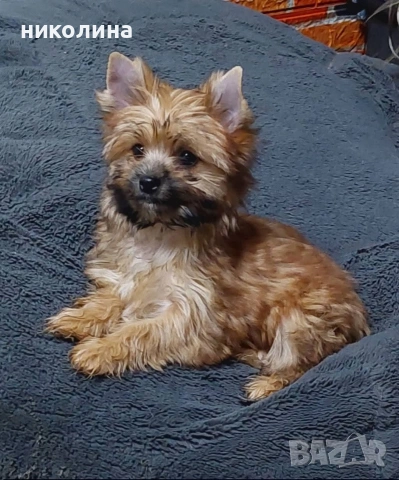 Йоркширски териер , снимка 2 - Йоркширски териер - 53417692