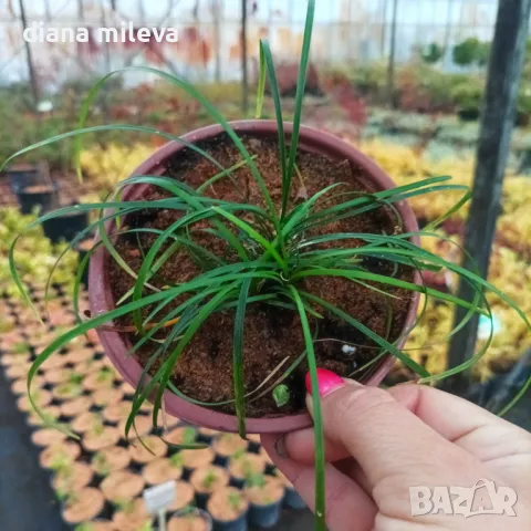 Офиопогон зелен, Ophiopogon japonicus, снимка 11 - Градински цветя и растения - 39298304