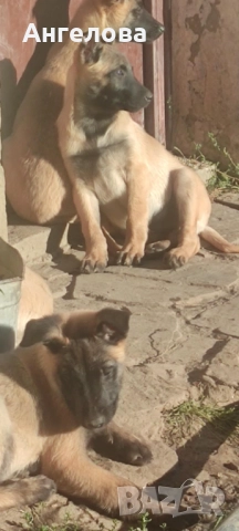 Продавам Белгийски овчарки- Малиноа, снимка 5 - Белгийска овчарка - 52166197