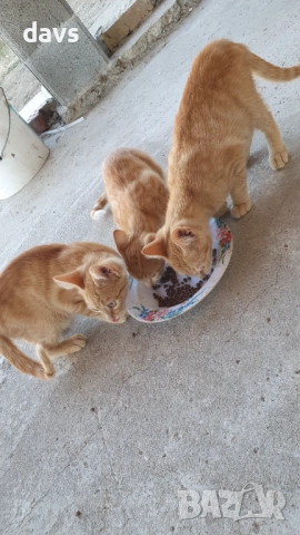 Малки котета – различни шарки, снимка 5 - Други - 51973052