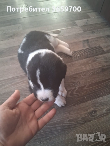 каракачански кученца, снимка 5 - Други - 52433043