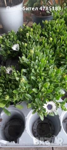 Остиуспермум Африканска Маргаритка , снимка 6 - Градински цветя и растения - 54062027