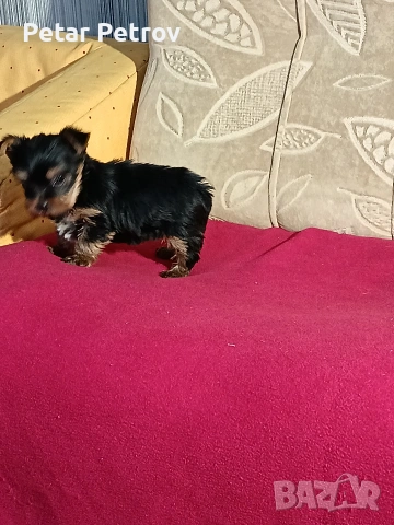 Йоркширски териер мини , снимка 4 - Йоркширски териер - 53883069