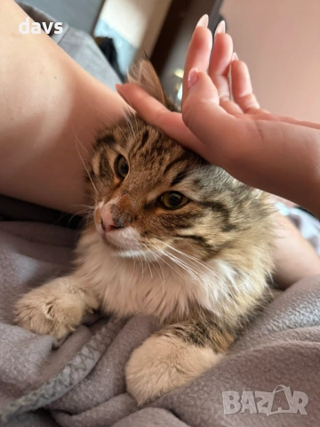 Рунтав Красавец търси дом / може и временен, снимка 16 - Други - 53488361