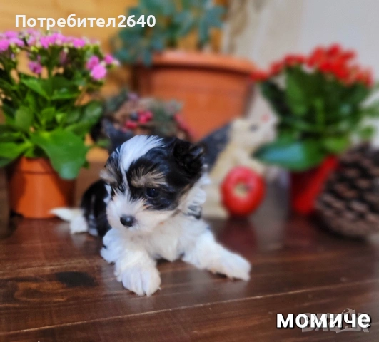 Бивер Йоркширски териер-бивър, снимка 8 - Йоркширски териер - 53761982