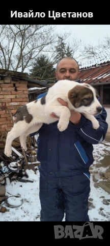 Алабай, снимка 2 - Алабай - 53472742