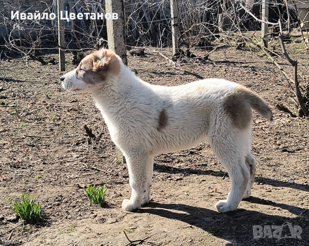 Алабай, снимка 4 - Алабай - 53821478