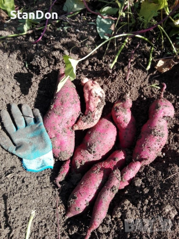 Сладки картофи - БАТАТИ , снимка 3 - Разсади - 54025693