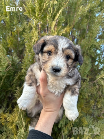 Обикновени Болонки