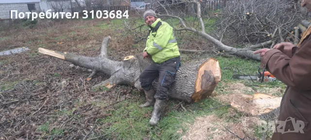 Рязане на опасни дървета , снимка 3 - Други услуги - 50357852