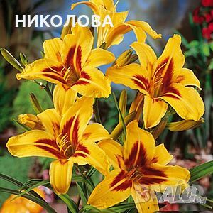 ХЕМЕРОКАЛИС, снимка 1 - Градински цветя и растения - 45652702