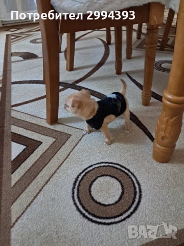 Подарявам малко куче, снимка 4 - Други - 52940584