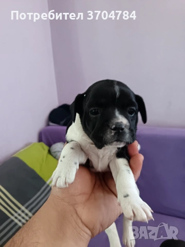 Продавам френски булдочета , снимка 6 - Френски булдог - 53733195