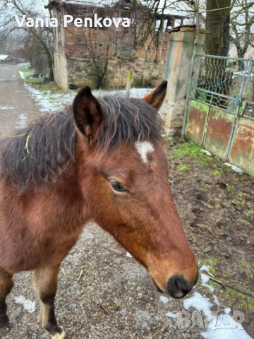 Продавам конче, снимка 4 - Коне - 53419955