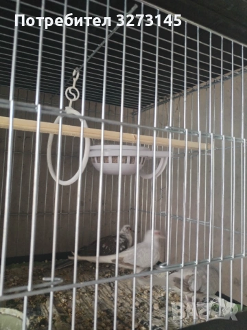 Диамантени гугутки , снимка 3 - Други животни - 54283847