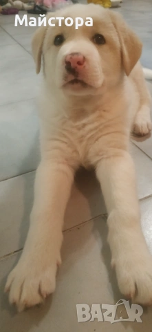 Продавам лабрадор , снимка 9 - Лабрадор ретривър - 53533566