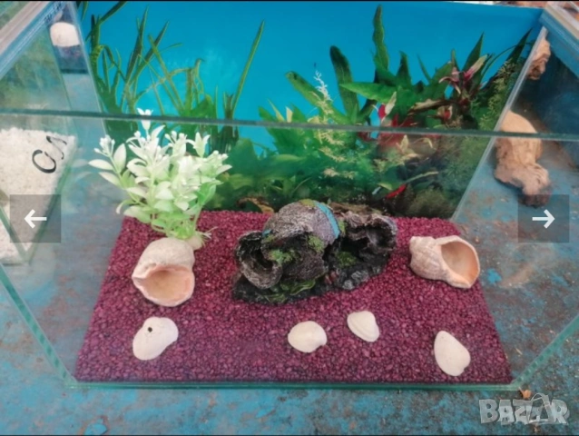 Продавам растения Пистия и други, снимка 4 - Други - 53020473