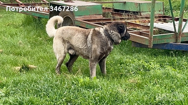 Мъжки Кангал, снимка 4 - Кангал - 52935585