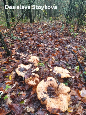 продавам гъби рижинки 