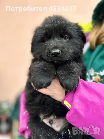 немска овчарка / НОК, снимка 8 - Немска овчарка - 51033011