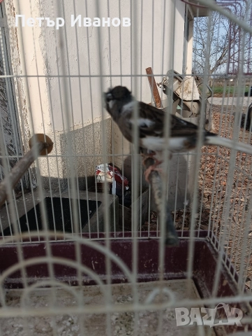 Канарчета млади 2025г. и 2024г., снимка 10 - Канари - 52541500