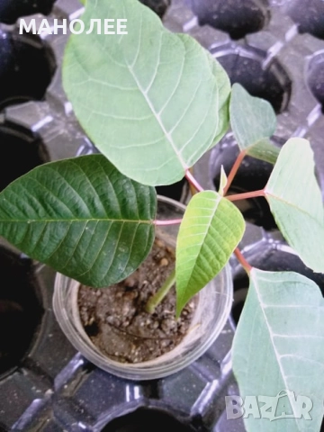 Коледна  звезда, снимка 2 - Стайни растения - 52038347