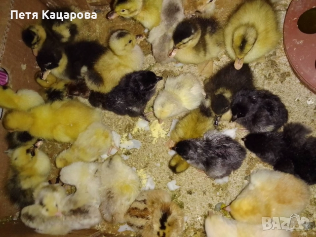 Продавам юрдеци, снимка 2 - Патици и гъски - 52678970