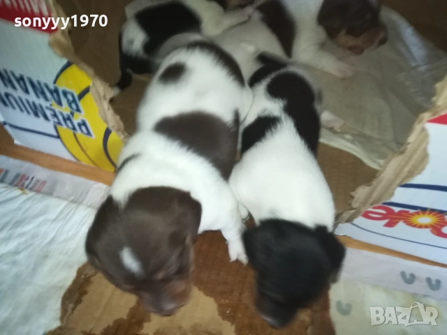 ДЖАК РЪСЕЛ 0509251724, снимка 12 - Джак ръсел териер - 51618265
