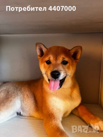 Куче Шиба Ину