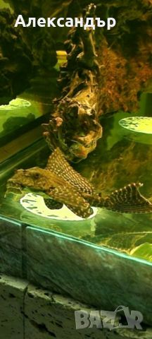 Parnaibae Sailfin Pleco

20см., снимка 3 - Рибки - 46302508