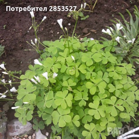 Детелина бяла , снимка 1 - Градински цветя и растения - 45542225