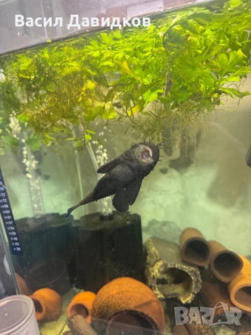 Чифт звездни анциструси L183  , снимка 2 - Рибки - 53884828