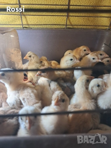 Дворни пиленца и от сини яйца, снимка 9 - Кокошки и пуйки - 53276186