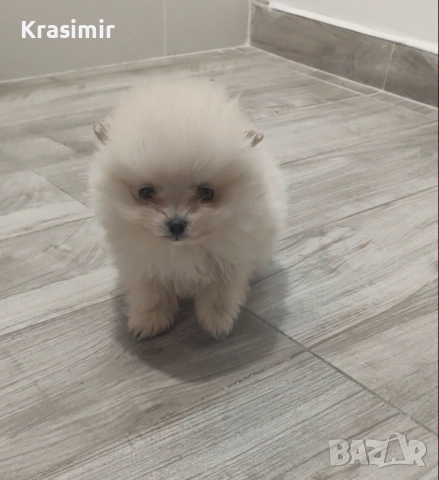 померанчета-минишпиц, снимка 4 - Шпиц - 53698791