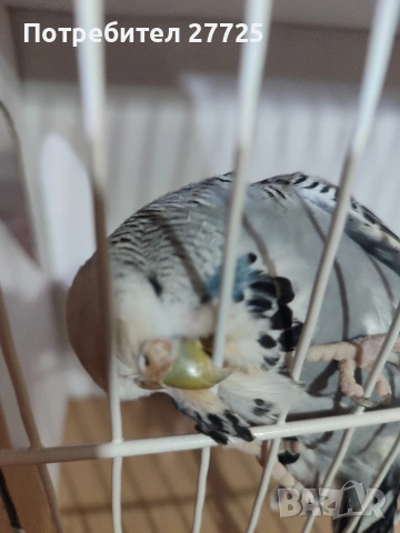 Изложбени папагали , снимка 7 - Папагали - 53290737