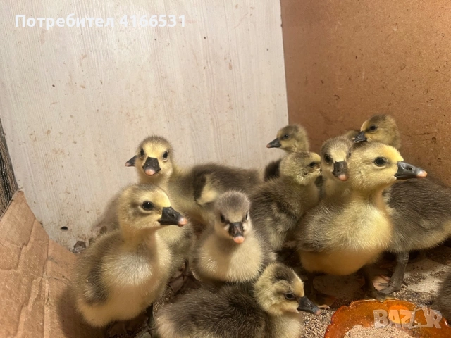 Гъсета гъски, снимка 3 - Патици и гъски - 54127920