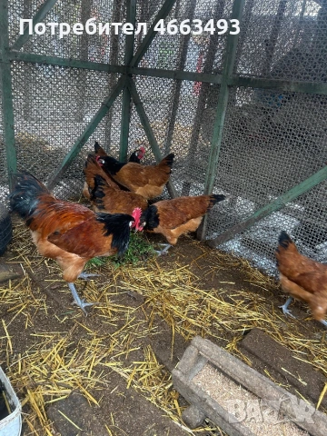 Форверк , снимка 2 - други­ - 53948952