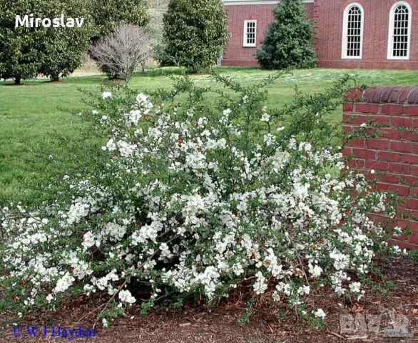 Японска Дюля/4 Налични цвята, снимка 6 - Градински цветя и растения - 50603139