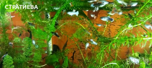 Гупи отглеждани в домашни условия., снимка 4 - Рибки - 50004944