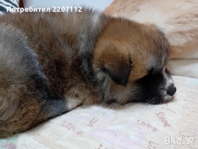 Продавам женско Акита ину на 45 дни. обезпаразитено., снимка 4 - Акита ину - 53146736