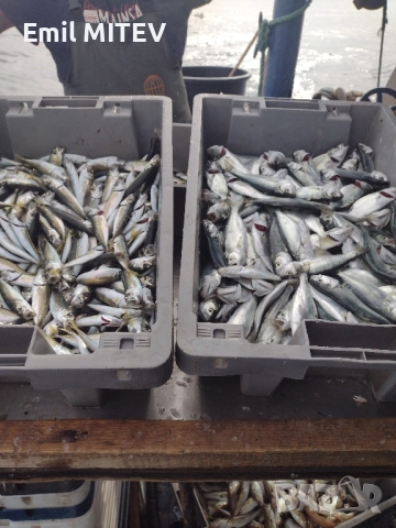 Деликатеси от Черноморието: мариновани риби - Веяна - прясна. , снимка 11 - Водни спортове - 44581064