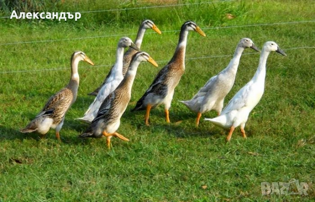 Индийски бегач