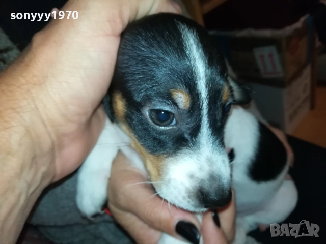 ДЖАК РЪСЕЛ БЕБЕШОЦИ 40 ДЕНА 0210251842