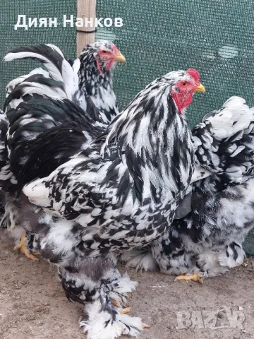 Разплодни яйца , снимка 11 - други­ - 49704952