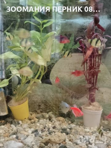 Живи Растения за аквариум с рибки - Перник  