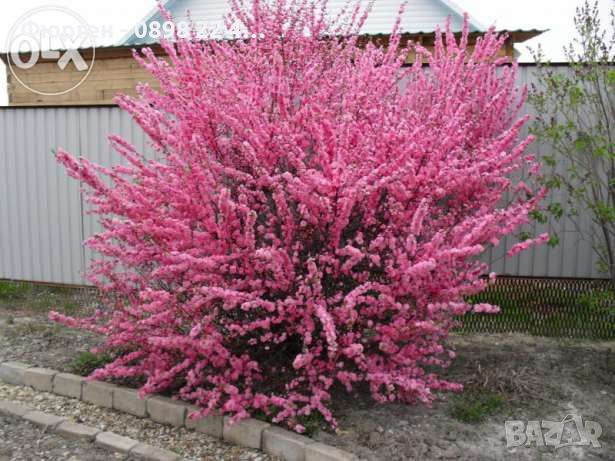 Японска Слива- Prunus triloba Студоустойчива, снимка 5 - Разсади - 45162690