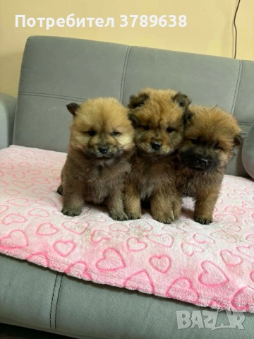 Чау - Чау  💙🐾 , снимка 5 - Чау Чау - 50101890