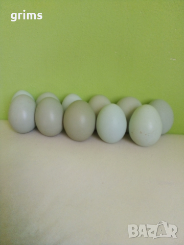 Яйца от Маран , снимка 2 - Кокошки и пуйки - 44993606